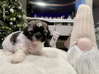 Junie, a female Shihpoo and Shichon for sale in Reno, NV – Photo 3 of 9