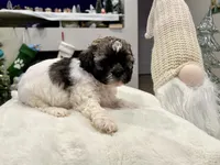 Junie, a female Shihpoo and Shichon for sale in Reno, NV – Photo 5 of 9