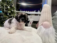 Junie, a female Shihpoo and Shichon for sale in Reno, NV – Photo 2 of 9