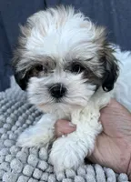 Buffy, a female Shihpoo and Shichon for sale in Reno, NV – 8 of 8
