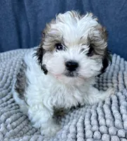 Kiki, a female Shihpoo and Shichon for sale in Reno, NV – 6 of 6