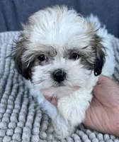 Buffy, a female Shihpoo and Shichon for sale in Reno, NV – 4 of 8