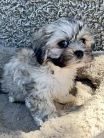 Dewey, a male Shihpoo and Shichon for sale in Reno, NV – Photo 6 of 9
