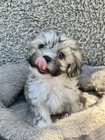 Dewey, a male Shihpoo and Shichon for sale in Reno, NV – Photo 7 of 9