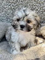 Dewey, a male Shihpoo and Shichon for sale in Reno, NV – Photo 3 of 9