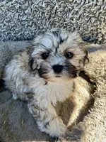 Dewey, a male Shihpoo and Shichon for sale in Reno, NV – Photo 8 of 9