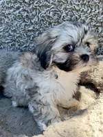 Dewey, a male Shihpoo and Shichon for sale in Reno, NV – Photo 5 of 9