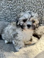Dewey, a male Shihpoo and Shichon for sale in Reno, NV – Photo 1 of 9
