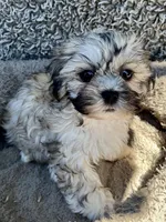 Dewey, a male Shihpoo and Shichon for sale in Reno, NV – Photo 9 of 9