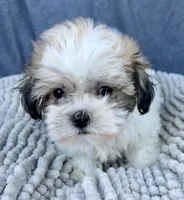 Buffy, a female Shihpoo and Shichon for sale in Reno, NV – 2 of 8