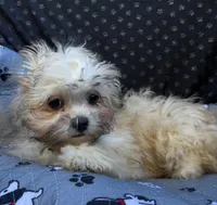 Pixie, a female Bichon Frise and Shih Tzu for sale in Reno, NV – 7 of 10