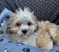 Pixie, a female Bichon Frise and Shih Tzu for sale in Reno, NV – 6 of 10