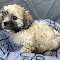 Pixie, a female Bichon Frise and Shih Tzu for sale in Reno, NV – Photo 4 of 4