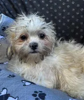 Pixie, a female Bichon Frise and Shih Tzu for sale in Reno, NV – 4 of 10