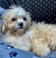 Pixie, a female Bichon Frise and Shih Tzu for sale in Reno, NV – 9 of 10