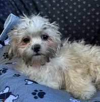 Pixie, a female Bichon Frise and Shih Tzu for sale in Reno, NV – 10 of 10