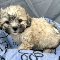 Pixie, a female Bichon Frise and Shih Tzu for sale in Reno, NV – Photo 1 of 4