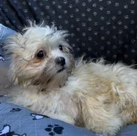 Pixie, a female Bichon Frise and Shih Tzu for sale in Reno, NV – 8 of 10