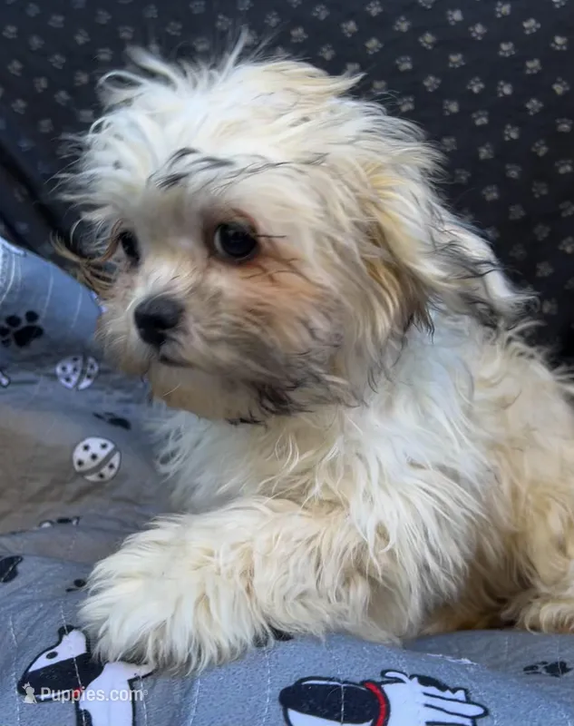 Pixie – Bichon Frise, Shih Tzu puppy for sale in Reno, NV