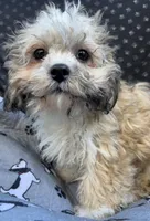 Pixie, a female Bichon Frise and Shih Tzu for sale in Reno, NV – 3 of 10