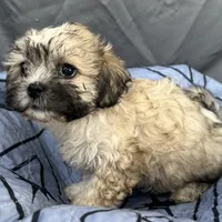 Pixie, a female Bichon Frise and Shih Tzu for sale in Reno, NV – Photo 3 of 4