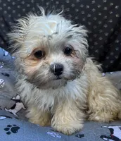 Pixie, a female Bichon Frise and Shih Tzu for sale in Reno, NV – 2 of 10