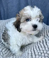 Kiki, a female Shihpoo and Shichon for sale in Reno, NV – 3 of 6