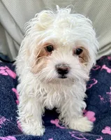 Remy, a male Bichon Frise and Shih Tzu for sale in Reno, NV – 3 of 8
