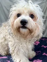 Oscar, a male Bichon Frise and Shih Tzu for sale in Reno, NV – 1 of 8