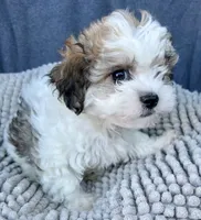 Kiki, a female Shihpoo and Shichon for sale in Reno, NV – 5 of 6