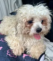 Quincy, a male Bichon Frise and Shih Tzu for sale in Reno, NV – 5 of 8