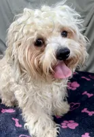 Oscar, a male Bichon Frise and Shih Tzu for sale in Reno, NV – 3 of 8