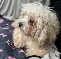 Quincy, a male Bichon Frise and Shih Tzu for sale in Reno, NV – 4 of 8