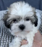 Buffy, a female Shihpoo and Shichon for sale in Reno, NV – 6 of 8