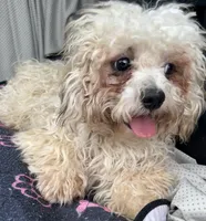 Quincy, a male Bichon Frise and Shih Tzu for sale in Reno, NV – 3 of 8