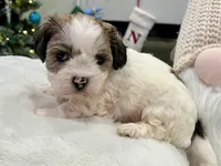 Benny, a male Shihpoo and Shichon for sale in Reno, NV – Photo 1 of 9