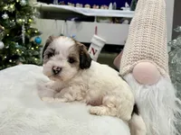 Benny, a male Shihpoo and Shichon for sale in Reno, NV – Photo 4 of 9