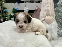 Benny, a male Shihpoo and Shichon for sale in Reno, NV – Photo 2 of 9