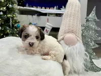 Benny, a male Shihpoo and Shichon for sale in Reno, NV – Photo 7 of 9