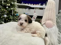 Benny, a male Shihpoo and Shichon for sale in Reno, NV – Photo 9 of 9