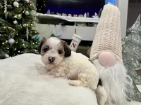 Benny, a male Shihpoo and Shichon for sale in Reno, NV – Photo 8 of 9