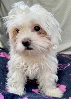 Remy, a male Bichon Frise and Shih Tzu for sale in Reno, NV – 5 of 8