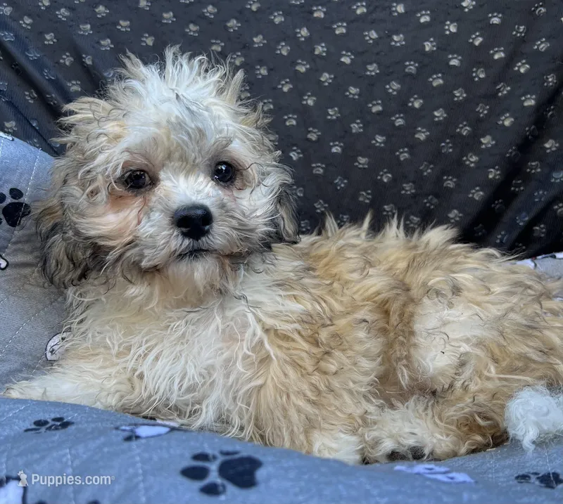 Quincy – Bichon Frise, Shih Tzu puppy for sale in Reno, NV