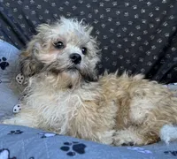 Quincy, a male Bichon Frise and Shih Tzu for sale in Reno, NV – 9 of 9
