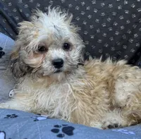 Quincy, a male Bichon Frise and Shih Tzu for sale in Reno, NV – 7 of 9