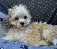 Quincy, a male Bichon Frise and Shih Tzu for sale in Reno, NV – 4 of 9