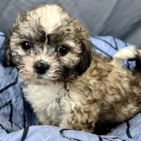 Quincy, a male Bichon Frise and Shih Tzu for sale in Reno, NV – Photo 1 of 4