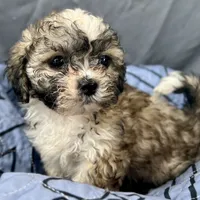 Quincy, a male Bichon Frise and Shih Tzu for sale in Reno, NV – Photo 4 of 4
