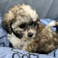 Quincy, a male Bichon Frise and Shih Tzu for sale in Reno, NV – Photo 2 of 4