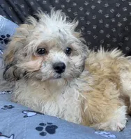 Quincy, a male Bichon Frise and Shih Tzu for sale in Reno, NV – 6 of 9